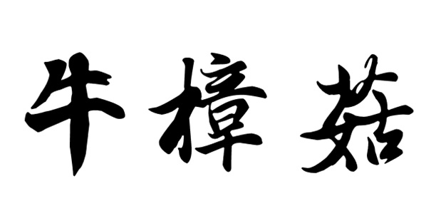 牛樟菇的使用歷史與現況